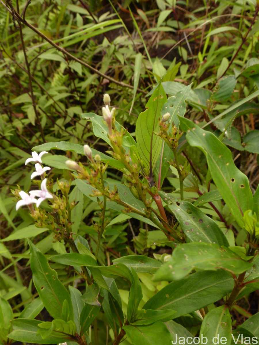Knoxia spicata (Thwaites ex Trimen) Ridsdale